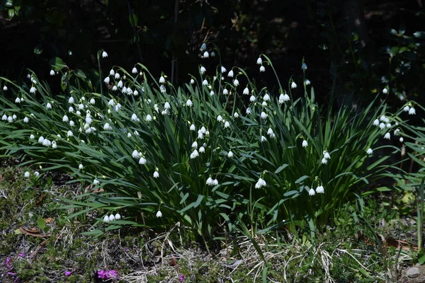 Snowflake Flowers Amaryllidaceae Perennial Bulbous Plants March May Bell Shaped — Stock Photo, Image