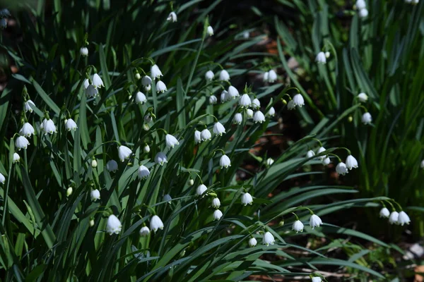 雪の結晶の花 アマリル科の多年生球根植物 3月5月に 花弁の縁に緑色の斑点のある釣鐘型の白い花を咲かせます — ストック写真