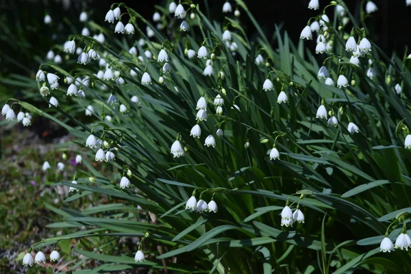 Snowflake Flowers Amaryllidaceae Perennial Bulbous Plants March May Bell Shaped — Stock Photo, Image
