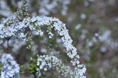 Thunberg spirea çiçekleri. Rosaceae yaprak döken çalı. Mart 'tan Mayıs' a kadar, tüm dalda beş yapraklı küçük beyaz çiçekler açar..