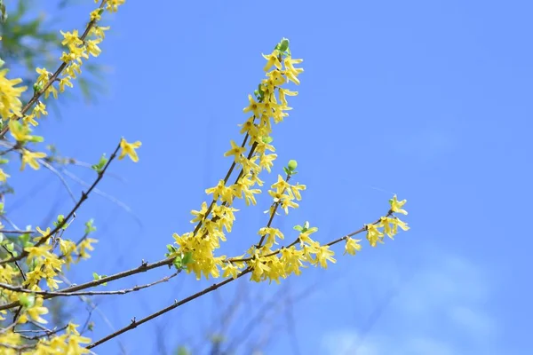 Forsythia (Golden bells) flowers. Oleaceae deciduous shrub. From March to April, many yellow four-petaled flowers open densely on thin branches before the leaves sprout.