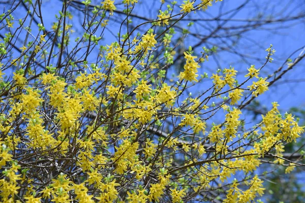 Forsythia Golden Bells Flowers Oleaceae Deciduous Shrub March April Many — Stock Photo, Image