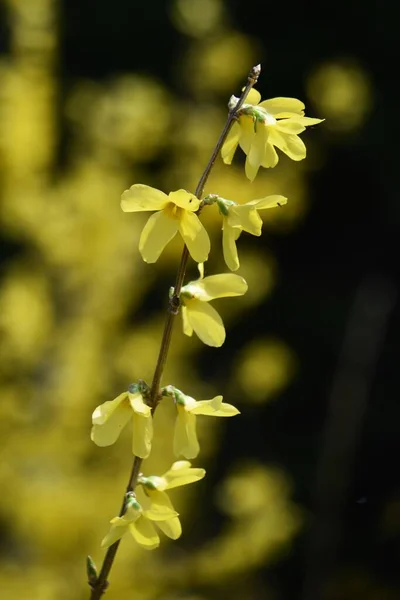 金铃花 Forsythia 菊科落叶灌木 从3月到4月 许多黄色的四瓣花在叶子发芽前 密密麻麻地长在细分枝上 — 图库照片