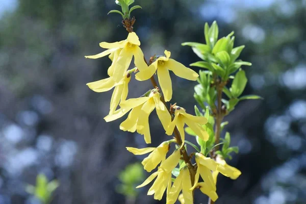 Forsythia Campanas Oro Flores Oleaceae Arbusto Caducifolio Marzo Abril Muchas — Foto de Stock