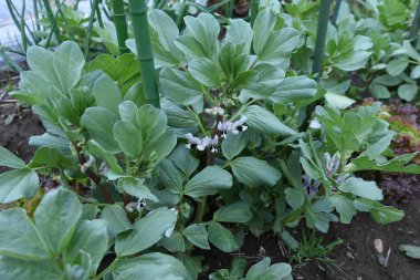 Sebze bahçesinde Fava fasulyesi ekimi. Fava fasulyesi sonbaharda ekilir, Mart 'tan Nisan' a kadar çiçek açar ve Mayıs 'tan Haziran' a kadar hasat edilebilir..
