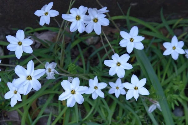 Wiosenne Kwiaty Rośliny Bulwiaste Amaryllidaceae Białe Jasnofioletowe Płatkowe Kwiaty Kształcie — Zdjęcie stockowe
