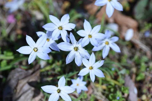 Wiosenne Kwiaty Rośliny Bulwiaste Amaryllidaceae Białe Jasnofioletowe Płatkowe Kwiaty Kształcie — Zdjęcie stockowe