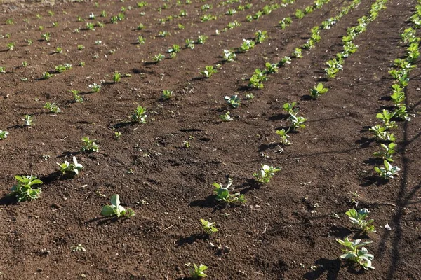 Culture Haricot Dans Potager Fava Haricot Sème Automne Fleurit Mars — Photo