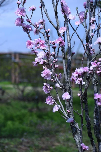 Цвіт Хани Повному Розквіті Ботанічному Парку — стокове фото
