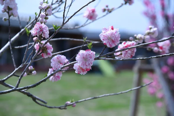 Hana Broskvové Květy Plném Květu Botanickém Parku — Stock fotografie