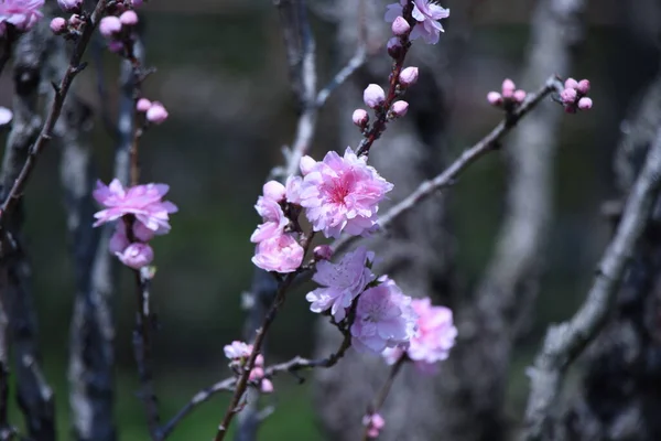 植物公園で満開の花桃の花 — ストック写真