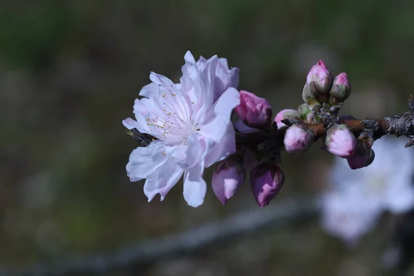 Hana Broskvové Květy Plném Květu Botanickém Parku — Stock fotografie