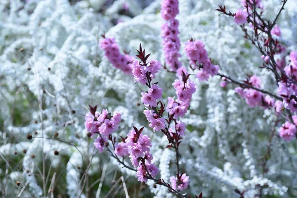 Brzoskwiniowe Kwiaty Hany Pełnym Rozkwicie Parku Botanicznym — Zdjęcie stockowe