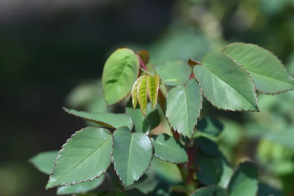 Brote Hoja Rosa Las Rosas Latentes Diciembre Febrero Brotan Van — Foto de Stock