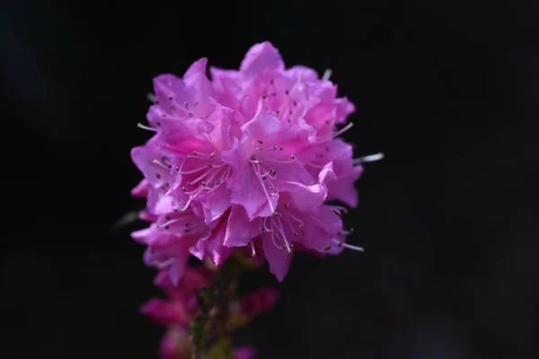 Flores Rhododendron Dilatatum Ericaceae Arbusto Decíduo Flores Cor Rosa Florescem — Fotografia de Stock