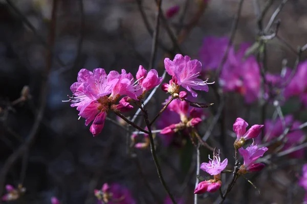 Rhododendron Dilatum Květiny Ericaceae Listnatý Keř Růžové Květy Kvetou Před — Stock fotografie