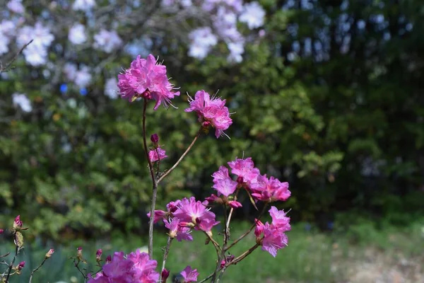 Rhododendron Dilatum Květiny Ericaceae Listnatý Keř Růžové Květy Kvetou Před — Stock fotografie