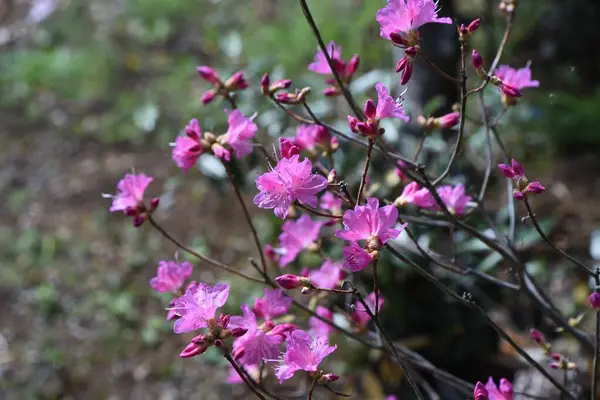 Flores Rhododendron Dilatatum Ericaceae Arbusto Decíduo Flores Cor Rosa Florescem — Fotografia de Stock