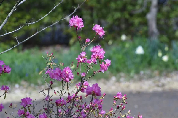 Rhododendron Dilatum Květiny Ericaceae Listnatý Keř Růžové Květy Kvetou Před — Stock fotografie