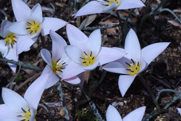 Faj Tulipánvirágok Liliaceae Hagymás Növények Virágzási Időszak Márciustól Májusig Tart — Stock Fotó