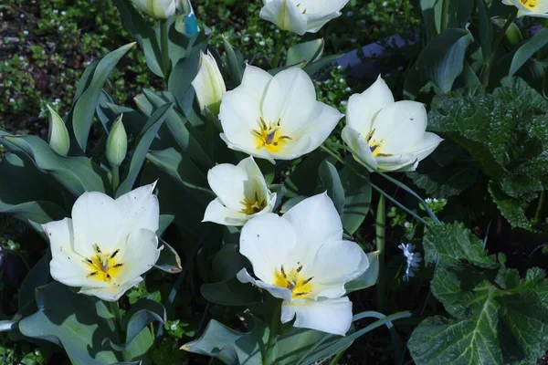 Gatunek Tulipan Kwiaty Liliaceae Rośliny Bulwiaste Sezon Kwitnienia Trwa Marca — Zdjęcie stockowe