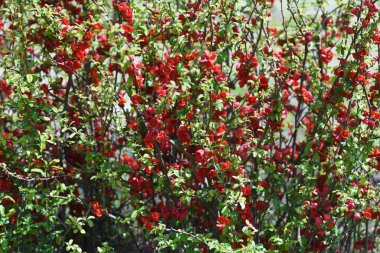 Çiçekli ayva çiçekleri. Beş yapraklı kırmızı çiçekler Mart 'tan Nisan' a kadar açar..