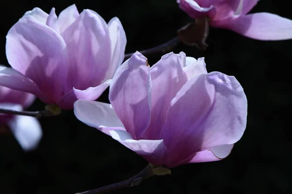 Magnolia Fleurit Magnoliacées Espèces Arbres Sont Réparties Principalement Asie Saison — Photo