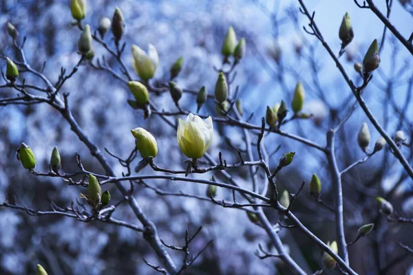 Magnolia Kwitnie Magnoliaceae Gatunków Drzew Występuje Głównie Azji Okres Kwitnienia — Zdjęcie stockowe