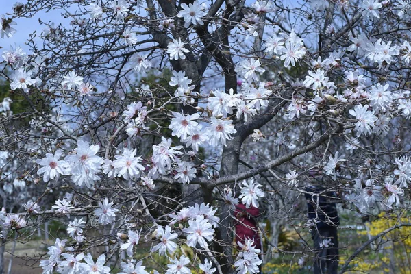 Magnólie Kvete Magnoliaceae Druhů Stromů Rozmístěno Převážně Asii Období Květu — Stock fotografie