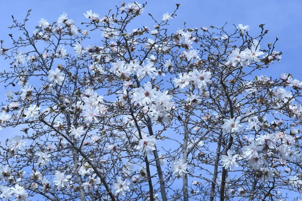 Magnolia Çiçekleri Magnoliaceae Ağaç Türü Ağırlıklı Olarak Asya Dağılır Çiçeklenme — Stok fotoğraf