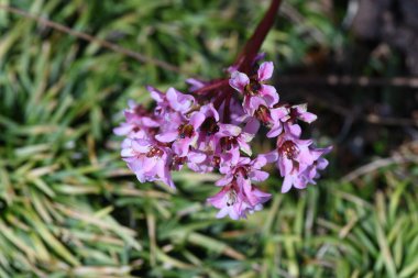 Bergenia (Himalaya sürünen saksafon) çiçekleri. Saxifragaceae daimi yeşil bitkiler. Himalayalar 'ın yerlisi olan birçok pembe çiçek, Mart' tan Nisan 'a kadar bir arada çiçek açar..