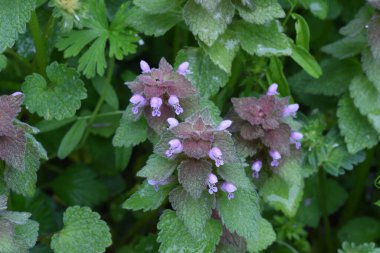 Kırmızı ölü ısırgan otu (Lamium purpureum) çiçekleri. Lamiaceae yıllık otları. Mart 'tan Mayıs' a kadar, küçük dudak şekilli soluk kırmızı-mor çiçekler yaprakların uçlarına yapışıktır..