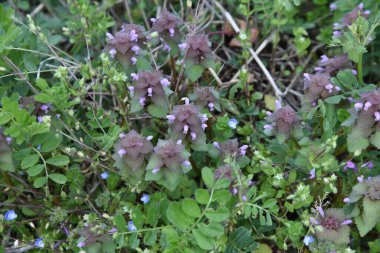 Kırmızı ölü ısırgan otu (Lamium purpureum) çiçekleri. Lamiaceae yıllık otları. Mart 'tan Mayıs' a kadar, küçük dudak şekilli soluk kırmızı-mor çiçekler yaprakların uçlarına yapışıktır..