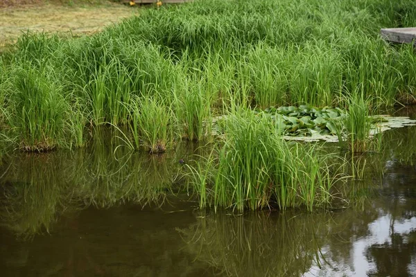 カレックス ディパラータ 多年草植物 池や湿地に自生し 根茎を持つ群生に成長します — ストック写真