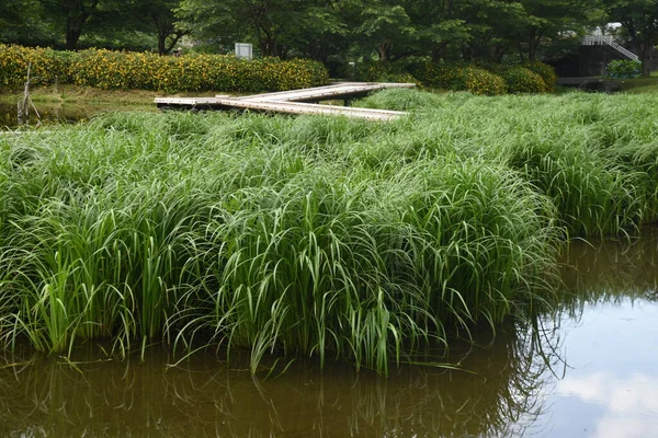 Carex Dispalata Cyperaceae Perennial Plants Grows Ponds Wetlands Grows Clusters — Stock Photo, Image