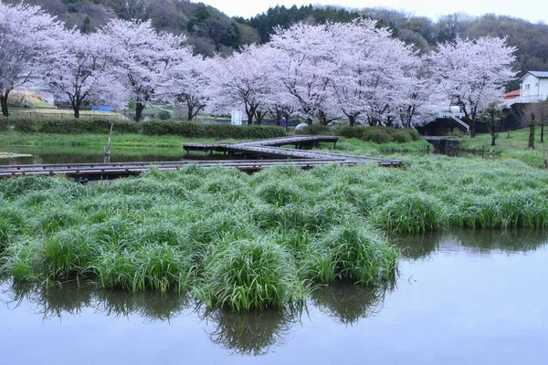 カレックス ディパラータ 多年草植物 池や湿地に自生し 根茎を持つ群生に成長します — ストック写真