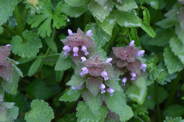 Červená Kopřiva Lamium Purpureum Květiny Března Května Jsou Bocích Listí — Stock fotografie