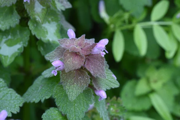 Červená Kopřiva Lamium Purpureum Květiny Března Května Jsou Bocích Listí — Stock fotografie