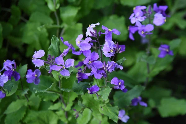 Chinês Flores Agrião Violeta Brassicaceae Plantas Anuais Flores Roxas Quatro — Fotografia de Stock