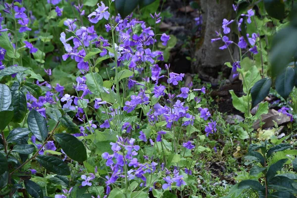 Kinesiska Violetta Krasse Blommor Brassicaceae Ettåriga Växter Lila Fyra Kronblad — Stockfoto