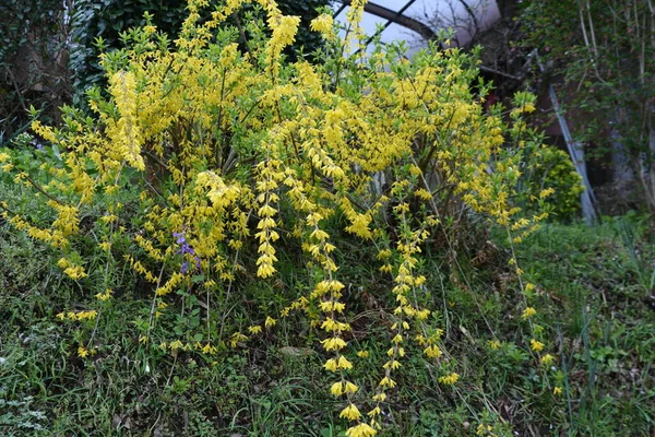 shrub of the Oleaceae family native to China. From March to April, the branches are filled with yellow flowers, which are used for hedges and the fruits are medicinal