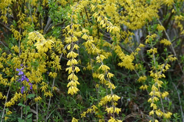 shrub of the Oleaceae family native to China. From March to April, the branches are filled with yellow flowers, which are used for hedges and the fruits are medicinal