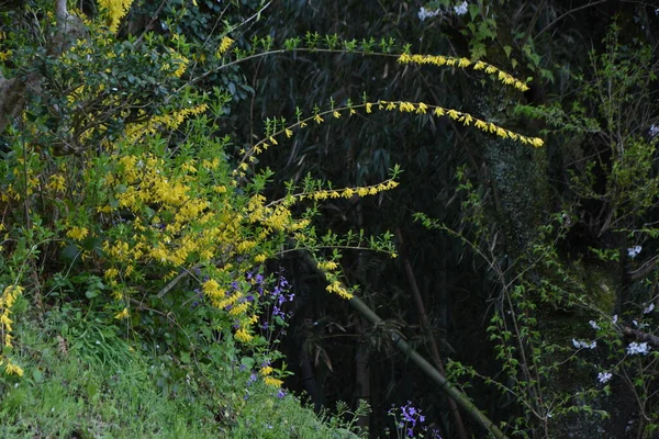 Shrub Oleaceae Family Native China March April Branches Filled Yellow — Stock Photo, Image