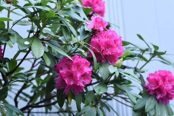 Rododendron Kvete Věčně Zelené Jedovaté Rostliny Období Květu Dubna Června — Stock fotografie
