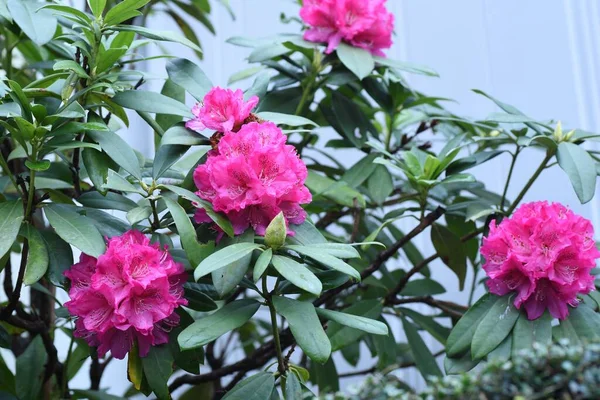 Kwitnie Rododendron Ericaceae Wiecznie Zielone Rośliny Toksyczne Sezon Kwitnienia Trwa — Zdjęcie stockowe