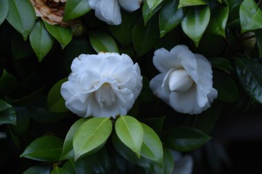 Beyaz kamelya çiçekleri. Theaceae her zaman yeşil ağaçtır. Çiçek mevsimi Kasım 'dan Nisan' a kadardır..