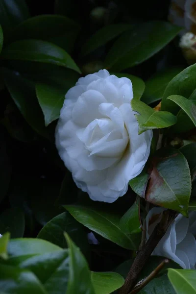 Białe Kwiaty Kamelii Wiecznie Zielone Drzewko Sezon Kwitnienia Trwa Listopada — Zdjęcie stockowe