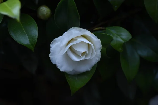 Witte Camellia Bloemen Theaceae Groenblijvende Boom Bloeitijd Van November Tot — Stockfoto