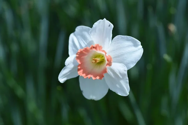 Vilda Påskliljor Amaryllidaceae Fleråriga Lökväxter Lökar Planteras Sten Och Blommor — Stockfoto