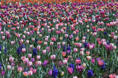 Botanik bahçesinin çiçek bahçesinde çiçek açan lale çiçekleri..